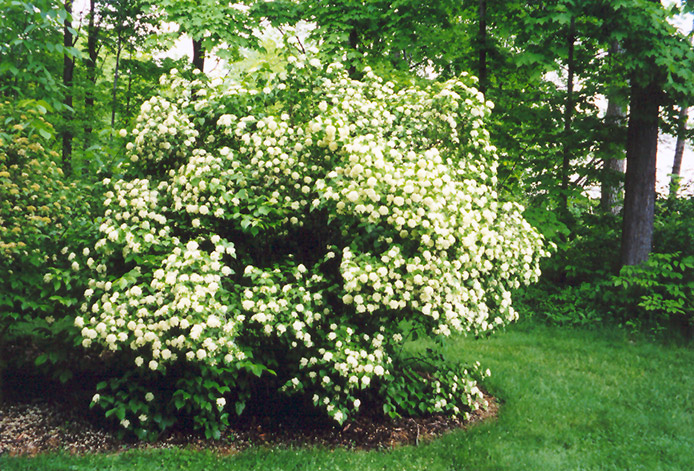 Arrowwood (Viburnum dentatum) at Kushner's Garden & Patio