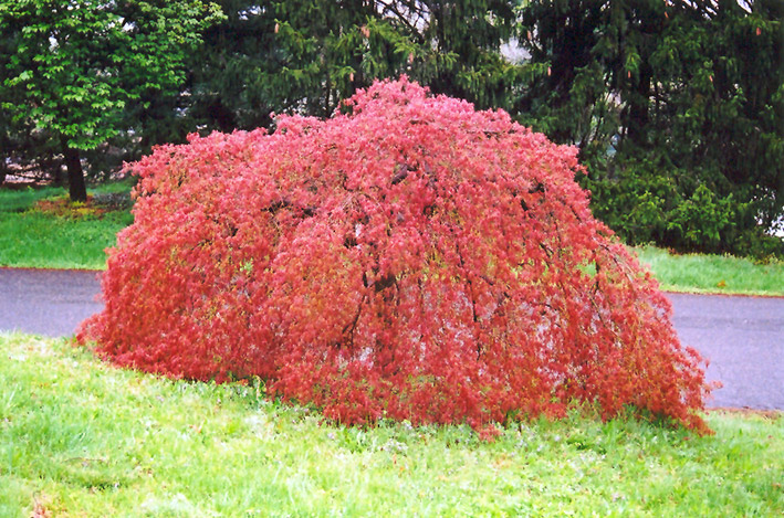 Weeping Japanese Maple (Acer palmatum 'Pendulum') at Kushner's Garden & Patio