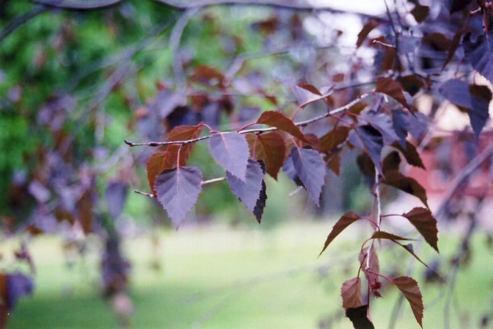 Crimson Frost Birch (Betula 'Crimson Frost') at Kushner's Garden & Patio