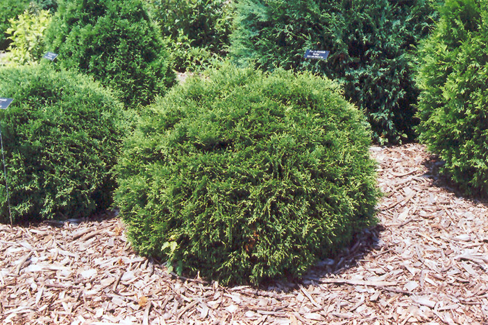 Hetz Midget Arborvitae (Thuja occidentalis 'Hetz Midget') at Kushner's Garden & Patio