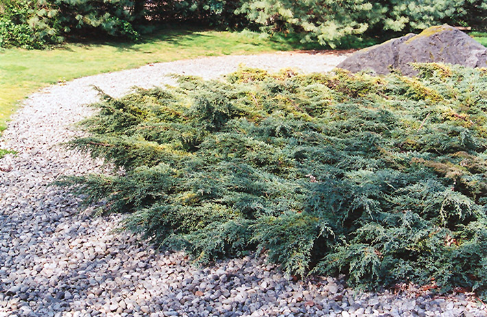 Holger Juniper (Juniperus squamata 'Holger') at Kushner's Garden & Patio