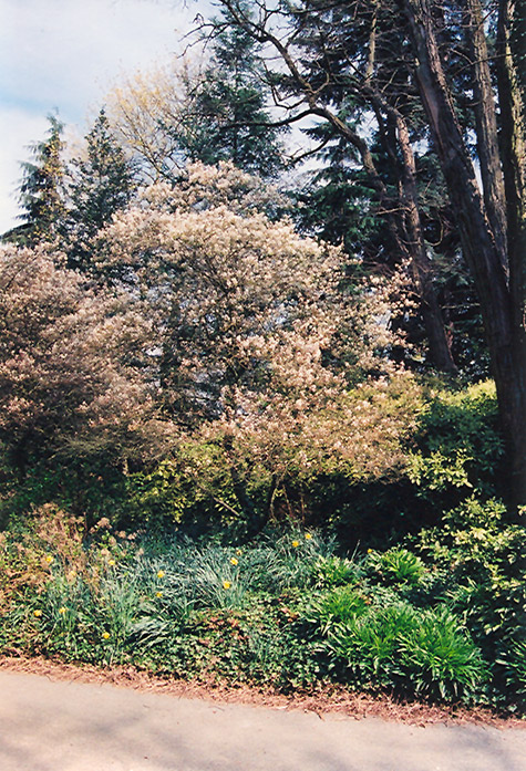 European Serviceberry (Amelanchier lamarckii) at Kushner's Garden & Patio