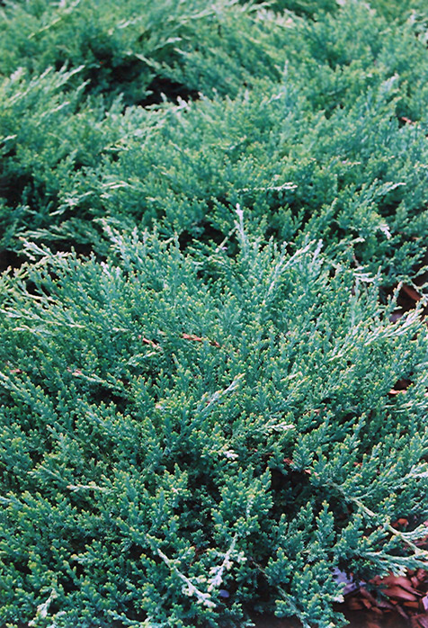 Sargent's Juniper (Juniperus chinensis 'var. sargentii') at Kushner's Garden & Patio
