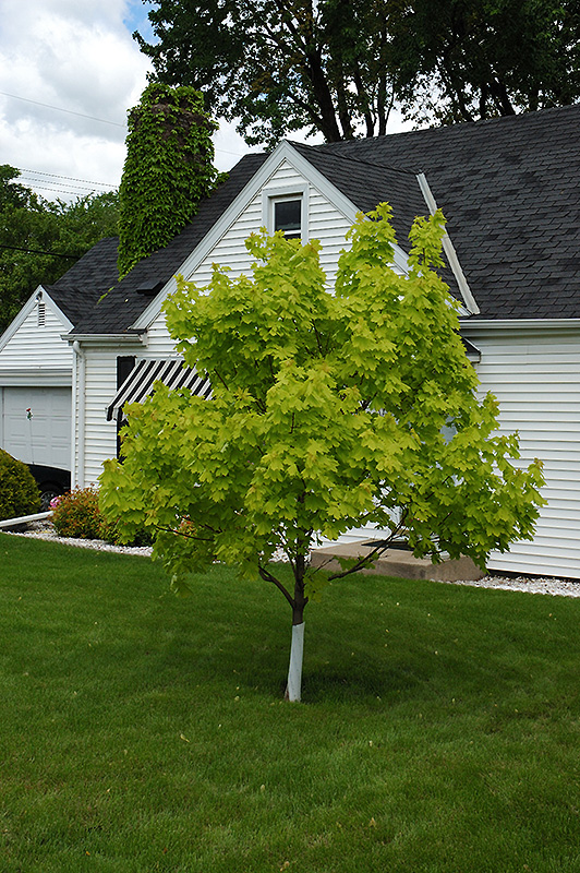Princeton Gold Maple (Acer platanoides 'Princeton Gold') at Kushner's Garden & Patio