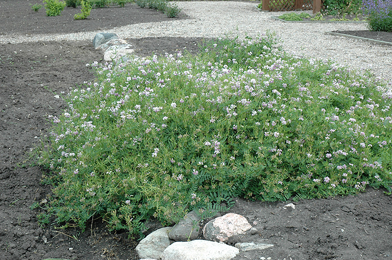 Crown Vetch (Coronilla varia) at Kushner's Garden & Patio