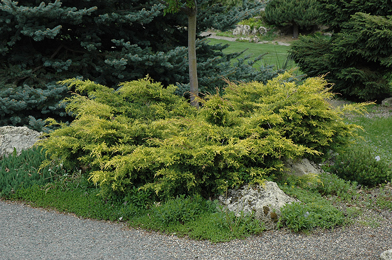 Old Gold Juniper (Juniperus x media 'Old Gold') at Kushner's Garden & Patio