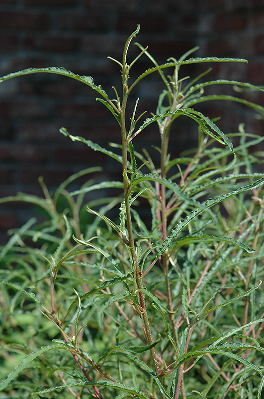 Fine Line Fern Leaf Buckthorn (Rhamnus frangula 'Ron Williams') at Kushner's Garden & Patio