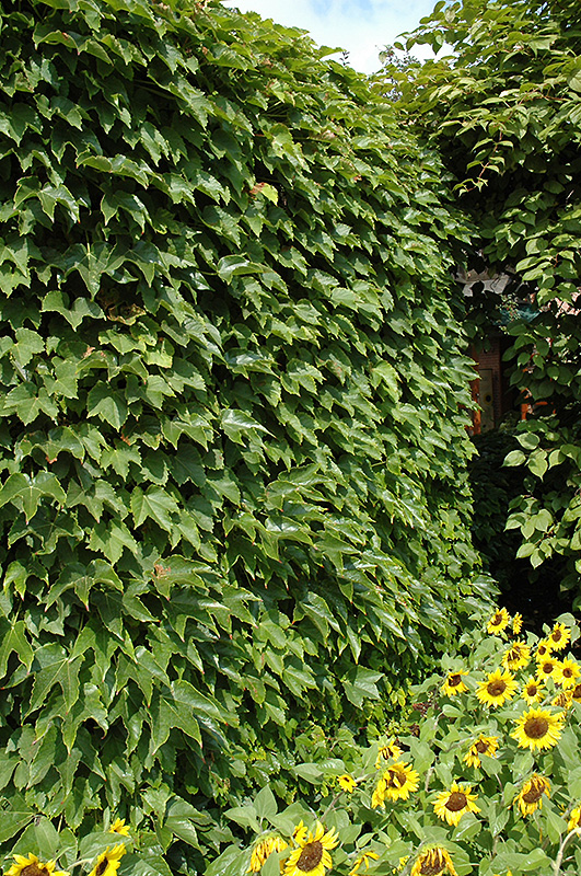 Boston Ivy (Parthenocissus tricuspidata) at Kushner's Garden & Patio