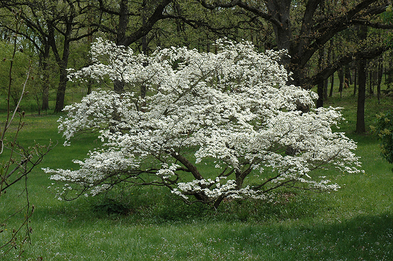 Cherokee Princess Flowering Dogwood (Cornus florida 'Cherokee Princess') at Kushner's Garden & Patio