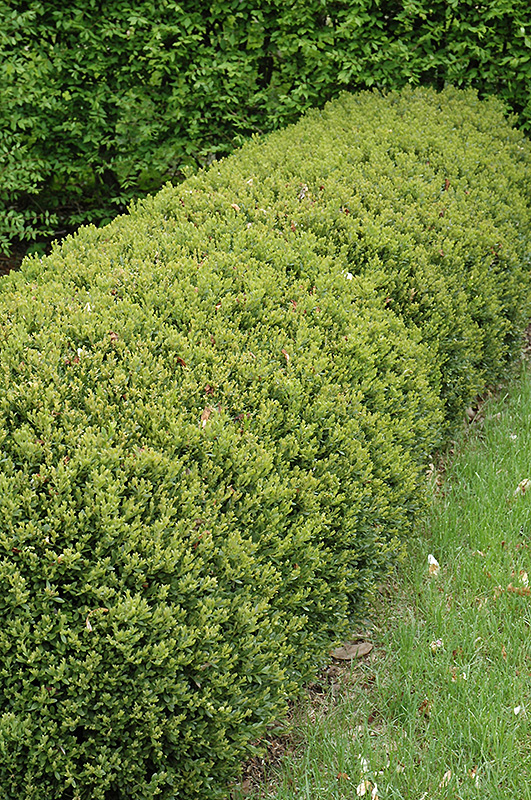 Green Gem Boxwood (Buxus 'Green Gem') at Kushner's Garden & Patio