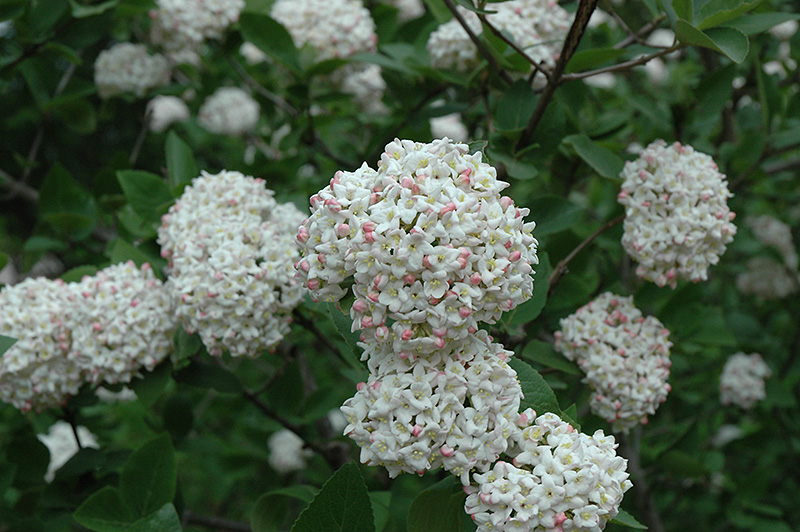 Fragrant Viburnum (tree form) (Viburnum x carlcephalum '(tree form)') at Kushner's Garden & Patio