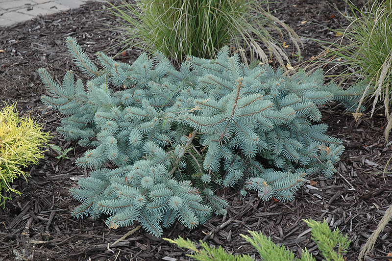 Procumbens Spruce (Picea pungens 'Procumbens') at Kushner's Garden & Patio
