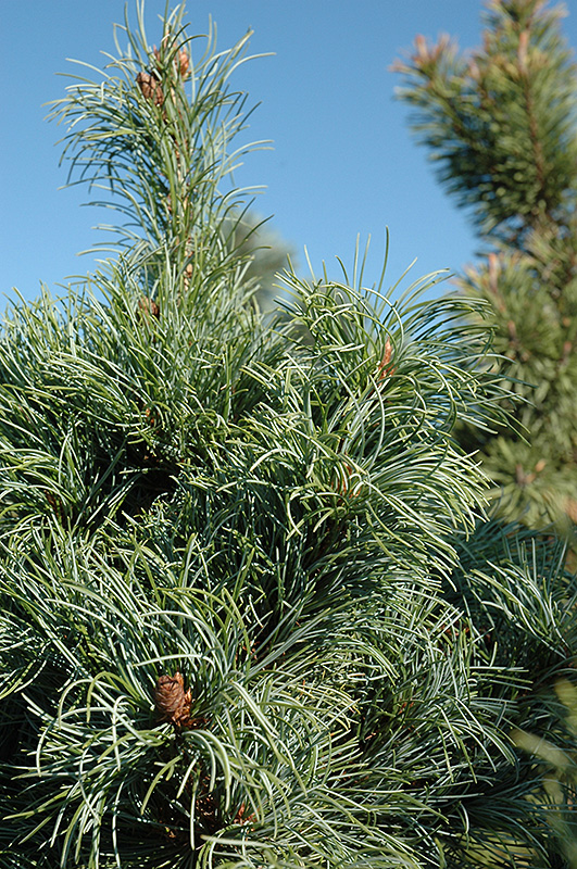 Bergman Japanese White Pine (Pinus parviflora 'Bergmani') at Kushner's Garden & Patio