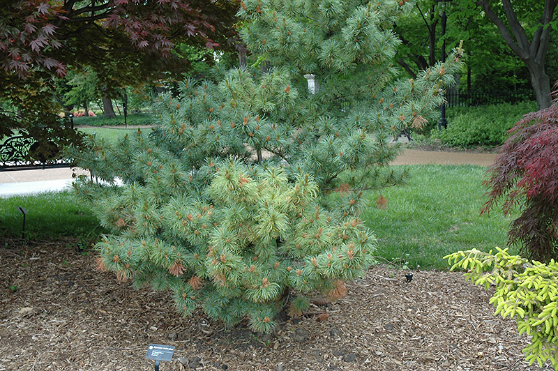 Bergman Japanese White Pine (Pinus parviflora 'Bergmani') at Kushner's Garden & Patio
