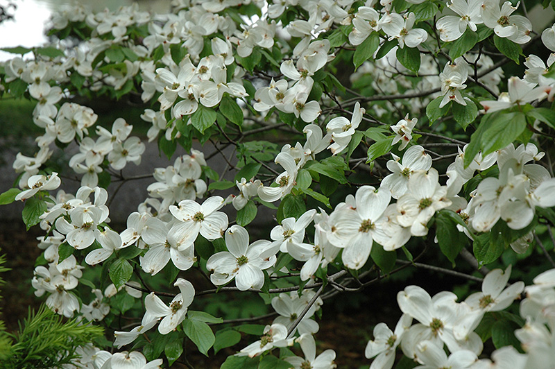 Cherokee Princess Flowering Dogwood (Cornus florida 'Cherokee Princess') at Kushner's Garden & Patio