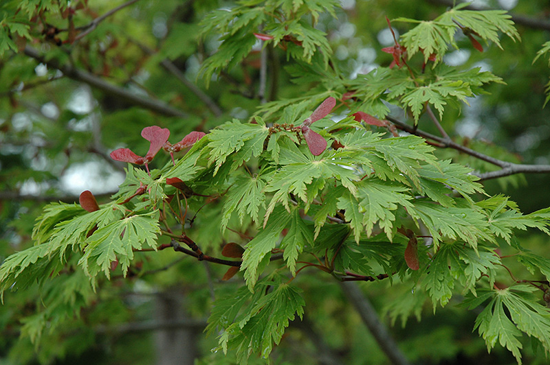 Maiku Jaku Fernleaf Full Moon Maple (Acer japonicum 'Maiku Jaku') at Kushner's Garden & Patio