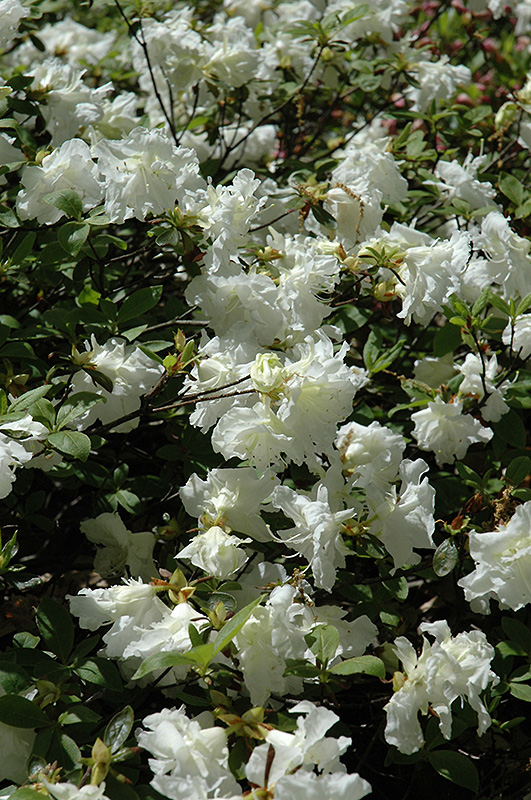Helen Curtis Azalea (Rhododendron 'Helen Curtis') at Kushner's Garden & Patio