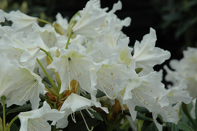 Cunningham White Rhododendron (Rhododendron 'Cunningham White') at Kushner's Garden & Patio
