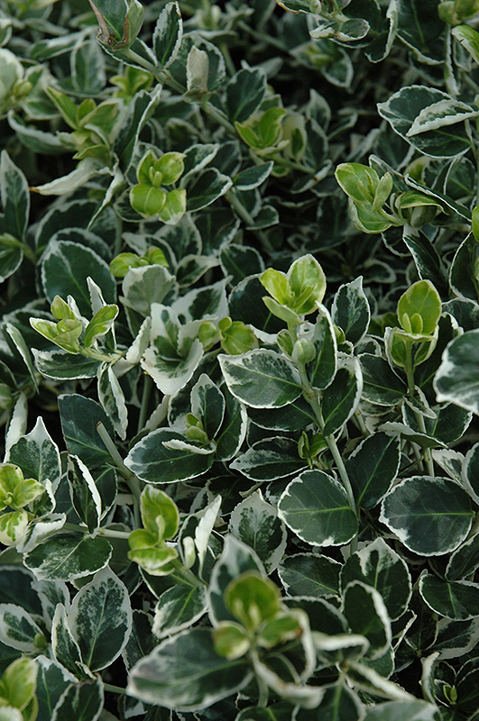 Ivory Jade Wintercreeper (Euonymus fortunei 'Ivory Jade') at Kushner's Garden & Patio