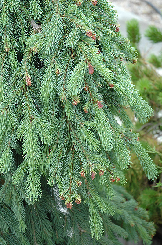 Weeping White Spruce (Picea glauca 'Pendula') at Kushner's Garden & Patio