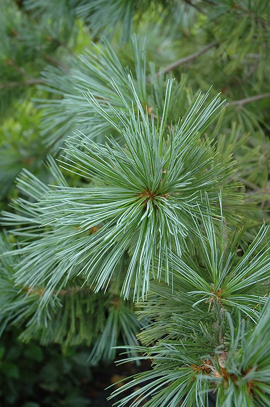 Vanderwolf's Pyramid Pine (Pinus flexilis 'Vanderwolf's Pyramid') at Kushner's Garden & Patio