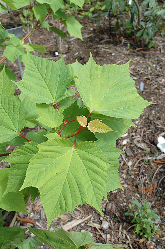 White Tigress Maple (Acer tegmentosum 'White Tigress') at Kushner's Garden & Patio