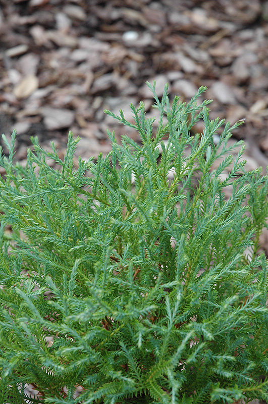 Linesville Arborvitae (Thuja occidentalis 'Linesville') at Kushner's Garden & Patio