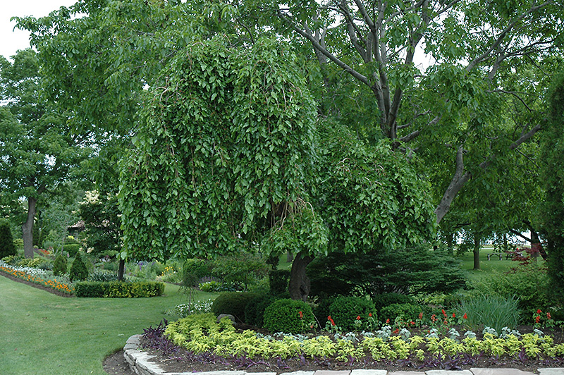 Weeping Mulberry (Morus alba 'Pendula') at Kushner's Garden & Patio