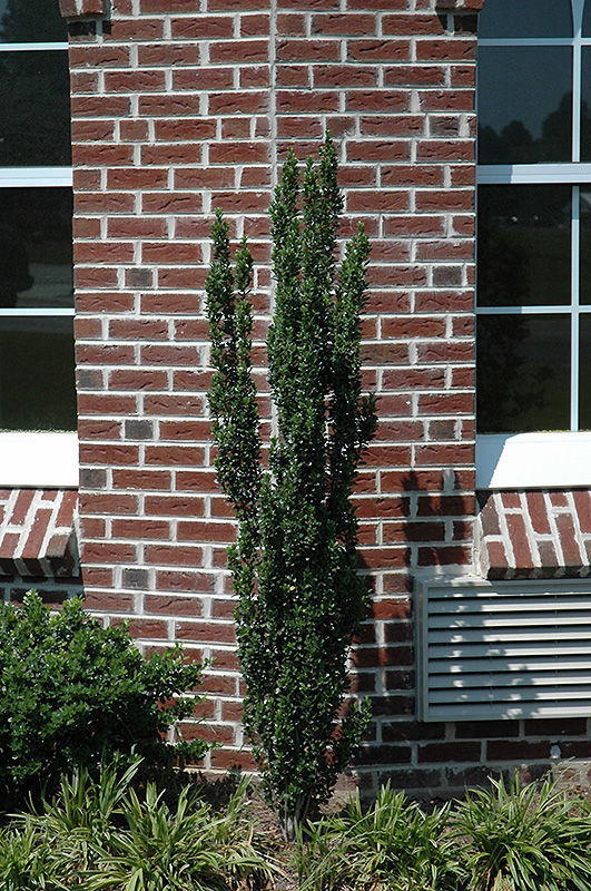 Fastigiata Japanese Holly (Ilex crenata 'Fastigiata') at Kushner's Garden & Patio