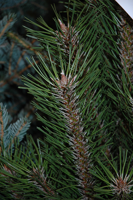 Arnold Sentinel Austrian Pine (Pinus nigra 'Arnold Sentinel') at Kushner's Garden & Patio