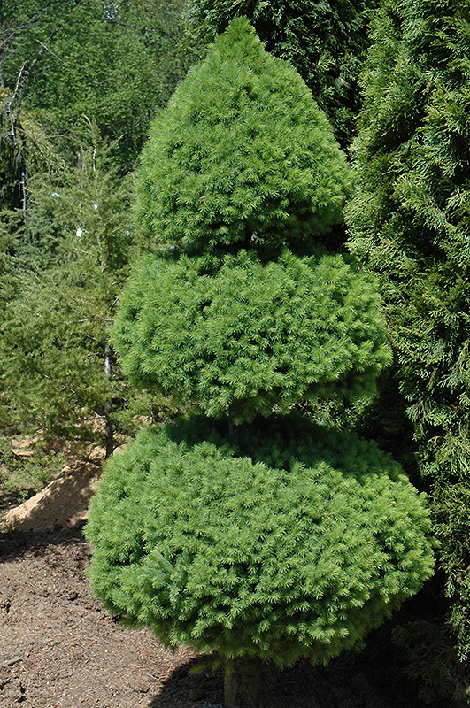 Dwarf Alberta Spruce (Picea glauca 'Conica (pom pom)') at Kushner's Garden & Patio