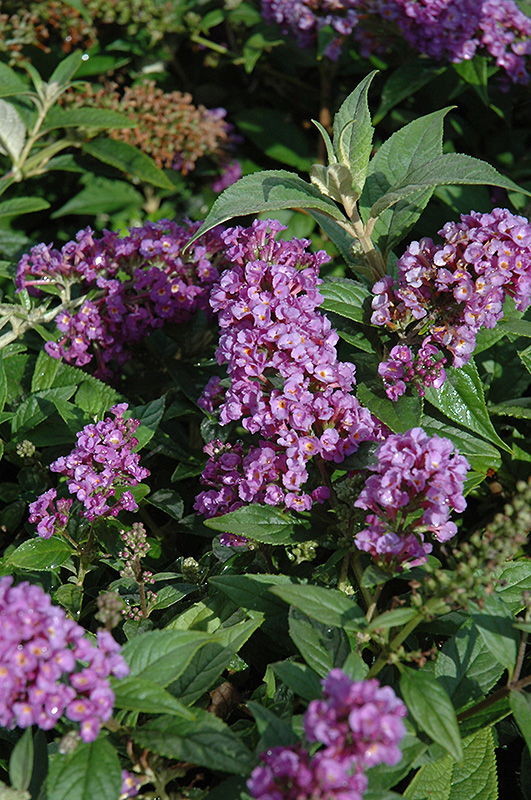Lo & Behold Purple Haze Butterfly Bush (Buddleia 'Purple Haze') at Kushner's Garden & Patio
