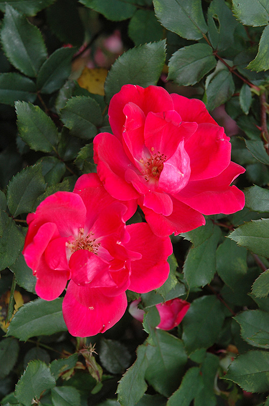 Red Knock Out Rose (Rosa 'Red Knock Out') at Kushner's Garden & Patio