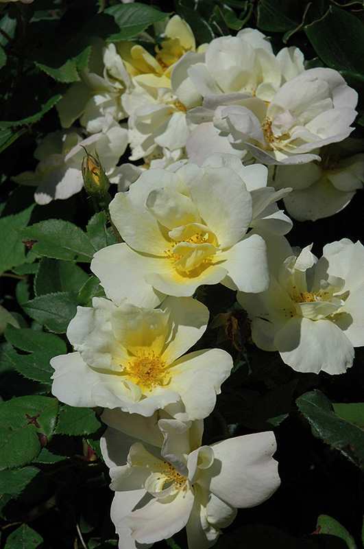 Sunny Knock Out Rose (Rosa 'Radsunny') at Kushner's Garden & Patio