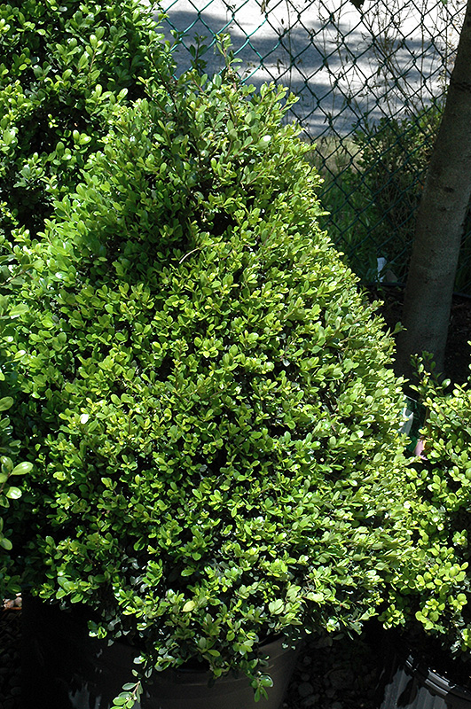 Compact Japanese Holly (Ilex crenata 'Compacta') at Kushner's Garden & Patio