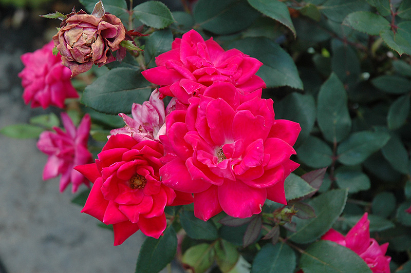 Knock Out Double Red Rose (Rosa 'Radtko') at Kushner's Garden & Patio