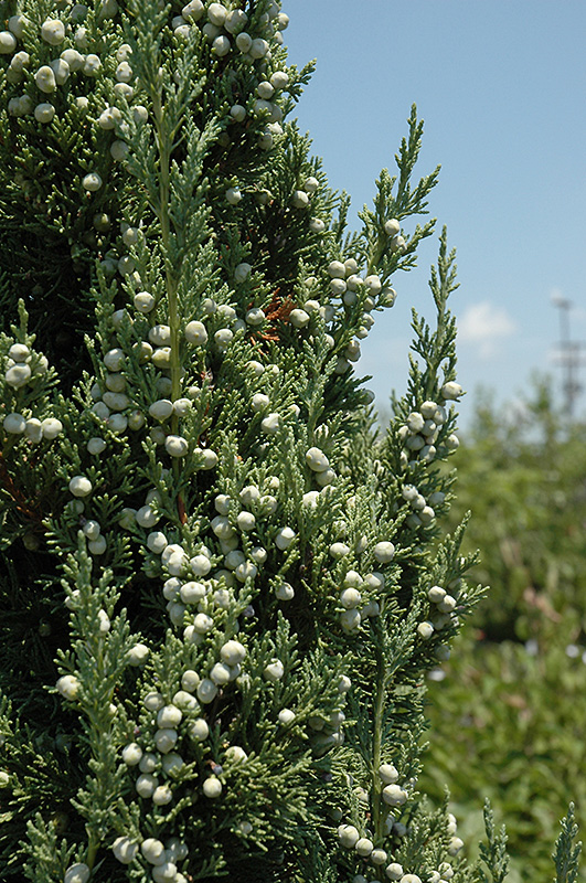 Trautman Juniper (Juniperus chinensis 'Trautman') at Kushner's Garden & Patio
