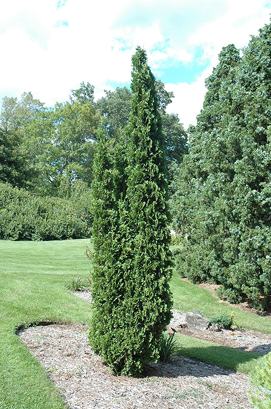 Degroot's Spire Arborvitae (Thuja occidentalis 'Degroot's Spire') at Kushner's Garden & Patio