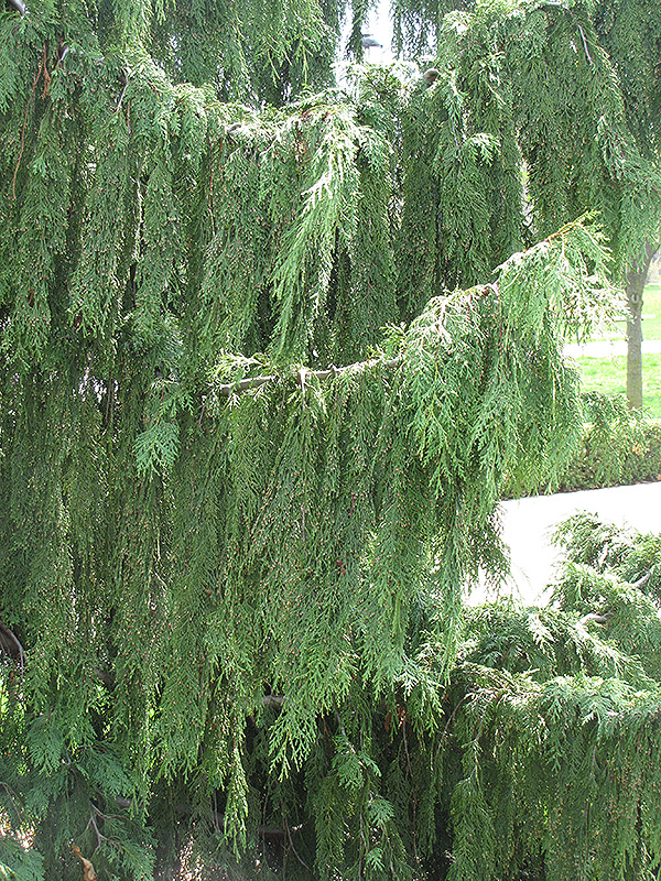 Nootka Cypress (Chamaecyparis nootkatensis) at Kushner's Garden & Patio