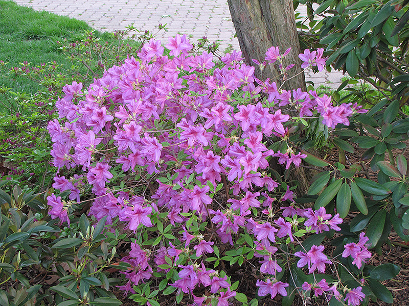 Girard's Karen Azalea (Rhododendron 'Girard's Karen') at Kushner's Garden & Patio