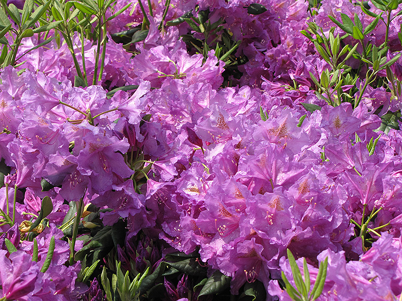 Lee's Dark Purple Rhododendron (Rhododendron catawbiense 'Lee's Dark Purple') at Kushner's Garden & Patio