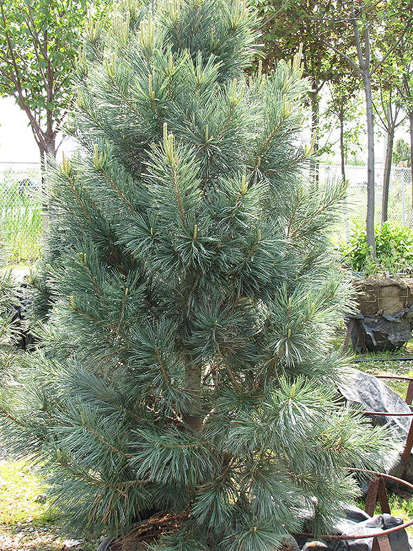 Vanderwolf's Pyramid Pine (Pinus flexilis 'Vanderwolf's Pyramid') at Kushner's Garden & Patio