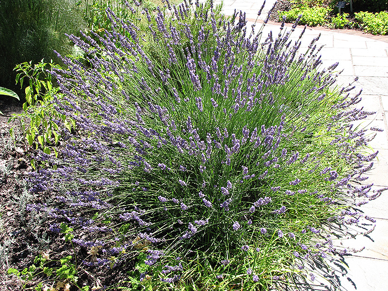 Grosso Lavender (Lavandula x intermedia 'Grosso') at Kushner's Garden & Patio
