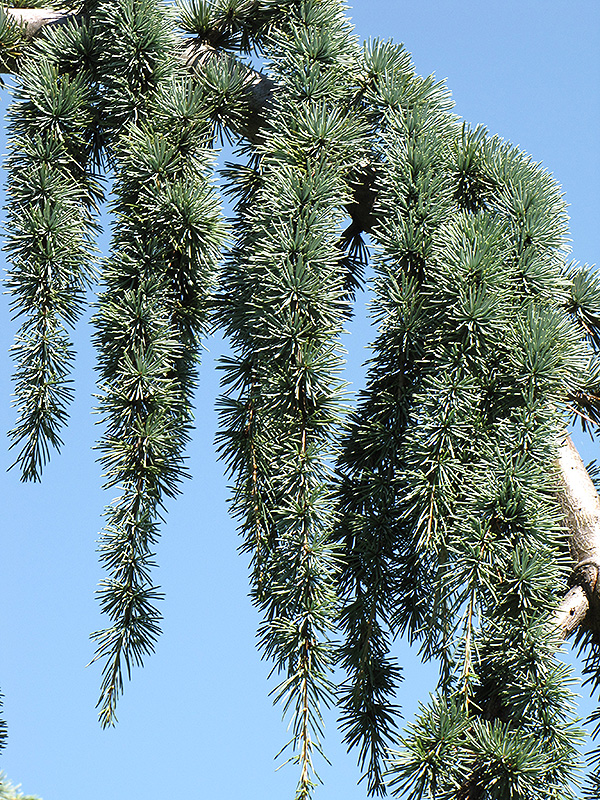 Weeping Blue Atlas Cedar (Cedrus atlantica 'Glauca Pendula') at Kushner's Garden & Patio