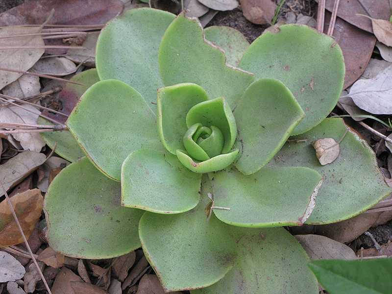 Noble Aeonium (Aeonium nobile) at Kushner's Garden & Patio