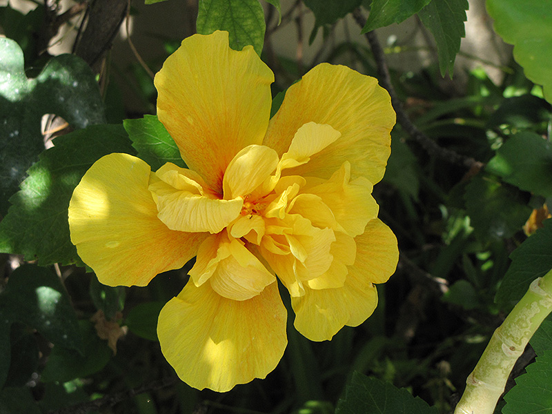 Double Yellow Hibiscus (Hibiscus rosa-sinensis 'Double Yellow') at Kushner's Garden & Patio