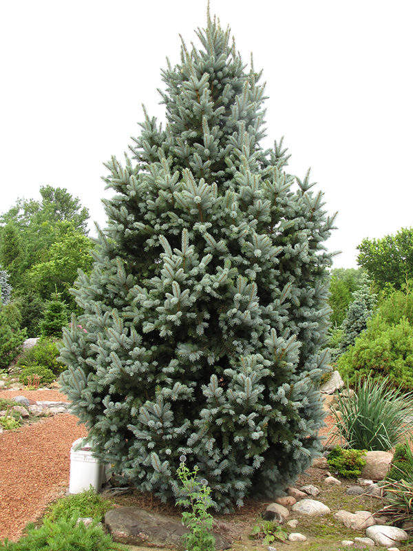 Iseli Fastigiate Spruce (Picea pungens 'Iseli Fastigiata') at Kushner's Garden & Patio