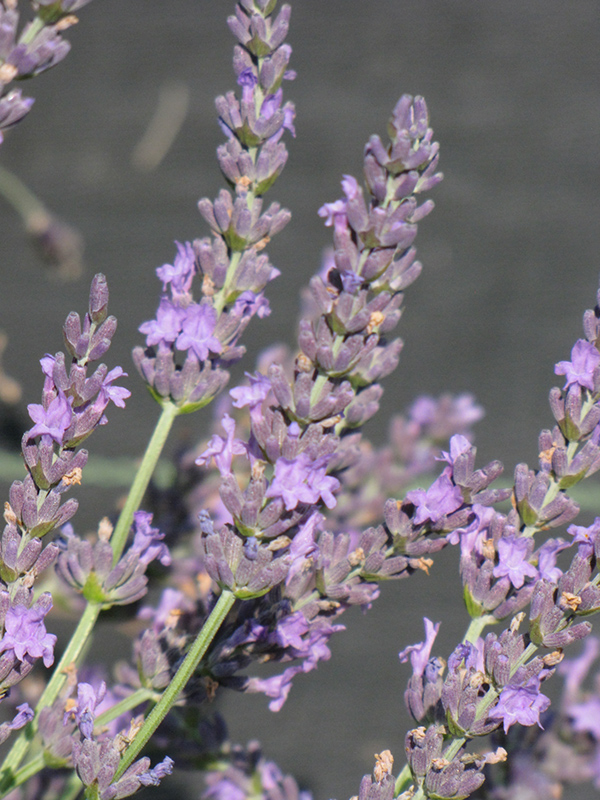Grosso Lavender (Lavandula x intermedia 'Grosso') at Kushner's Garden & Patio