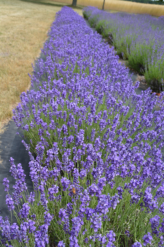 Hidcote Lavender (Lavandula angustifolia 'Hidcote') at Kushner's Garden & Patio