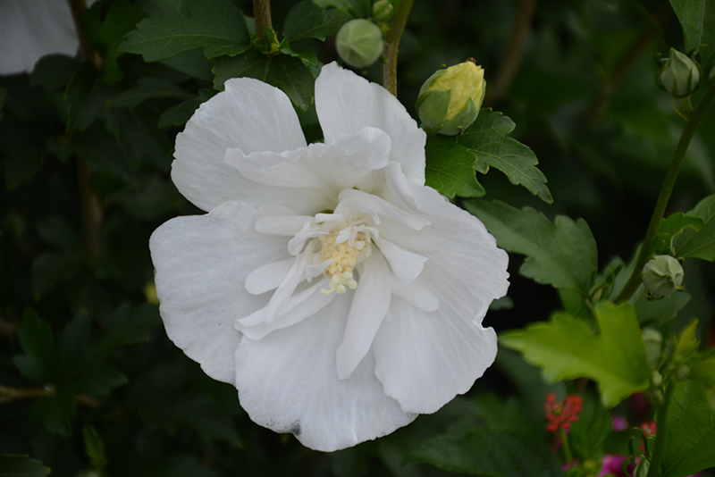 White Pillar Rose of Sharon (Hibiscus syriacus 'Gandini van Aart') at Kushner's Garden & Patio